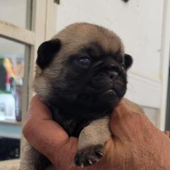 Girl 1 - Fawn female Pug puppy in Humble, Texas from Rick Barrera Pugs