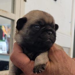 Girl 1 - Fawn female Pug puppy in Humble, Texas from Rick Barrera Pugs