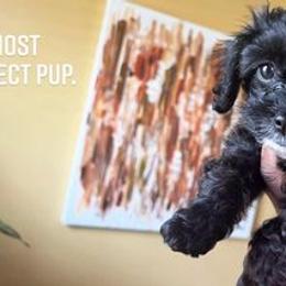 Cavapoo Puppies from Cumberland Cavapoos