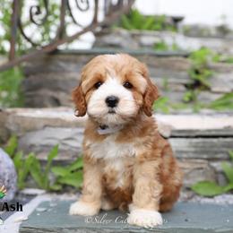 Ash - Red male Cockapoo puppy in Canastota, New York from Silver City Cockapoos