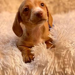 Dachshund and Miniature Schnauzer Puppies from The Bossy Doxie Farm