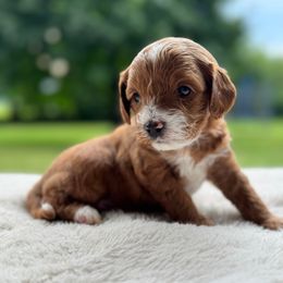 Ollie - Apricot male Cavapoo puppy in Orrstown, Pennsylvania from Pawfect Fur Friends