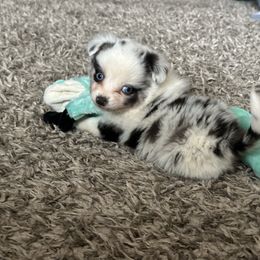 BMM - Blue merle male Toy Australian Shepherd puppy in Lexington, Nebraska from Osborne's Aussies