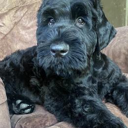 Boy 1 - Black male Black Russian Terrier puppy in Oklahoma from Ter’Avalon Kennel