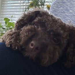Cockapoo puppies from Raisingcockapoos