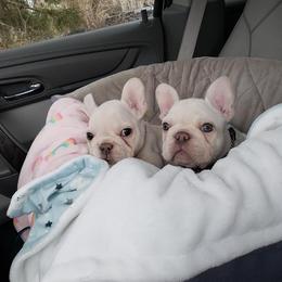 French Bulldog Puppies from PHP's Starbulls