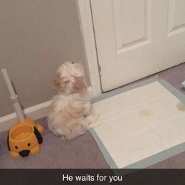 Shih Tzu Puppies from Howe’s Shih Tzu’s