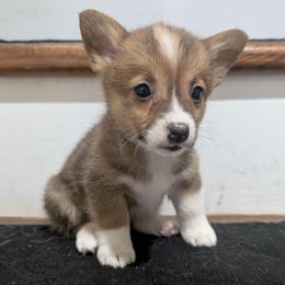 Stormy - Sable female Pembroke Welsh Corgi puppy in Brandon, Mississippi from Jenny May’s Corgis