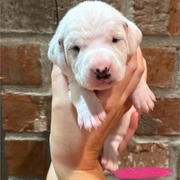 Dalmatian Puppies from Cowart’s Dalmatians