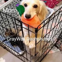 Remy - Dachshund