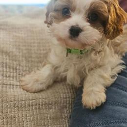 Colt - Blenheim male Cavapoo puppy in Tucson, Arizona from Ever After Doodles Arizona