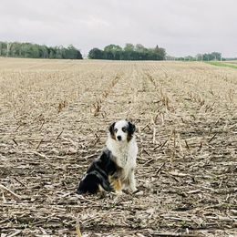 Fancy - Australian Shepherd