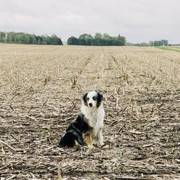 Fancy - Australian Shepherd