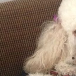 Poodles from Blondie’s Poodle Passion