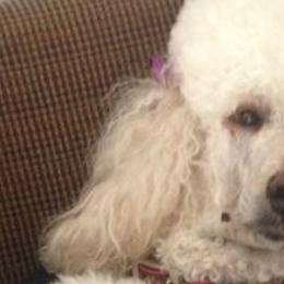 Poodles from Blondie’s Poodle Passion