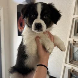 Symphony - Black tri-color female Australian Shepherd puppy in Weeki Wachee, Florida from Ace of Spades Australian Shepherds