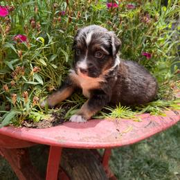 Puppy 3 - male Miniature Australian Shepherd puppy in Colorado Springs, Colorado from Fuzy Butts Mini & Toy Aussies