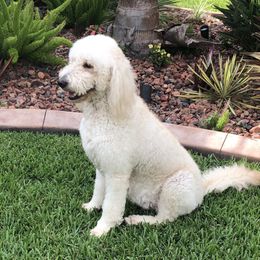 Bella  - Goldendoodle