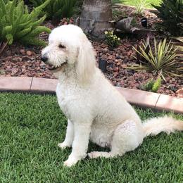 Bella  - Goldendoodle