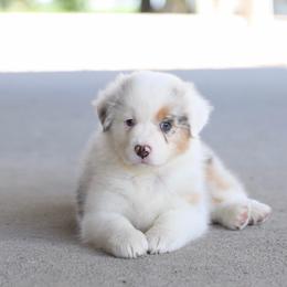 Honey - Blue merle female Australian Shepherd puppy in Bagley, Iowa from Diamond M Aussies