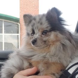 Pomeranians from My Image Poms