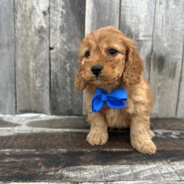 Ryan - Cream male Cockapoo puppy in Mint Hill, North Carolina from DoodleForever