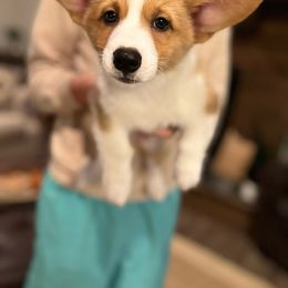 Wes - Pembroke Welsh Corgi puppy from CanaanCorgis