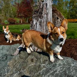 American Corgi puppies from Patriot Corgis