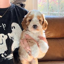 Everest - Red female Australian Labradoodle puppy in Summerfield, North Carolina from Four Oaks Labradoodles