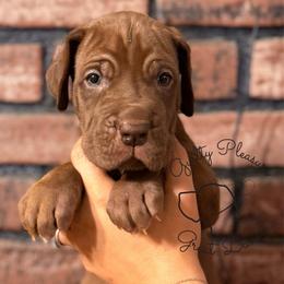 Sprout - Chocolate male Great Dane puppy in Norton, Ohio from Guilty Pleasure Great Danes & Frenchies