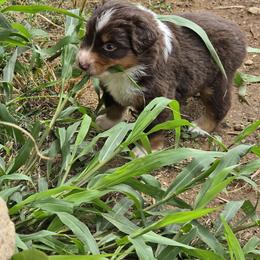 Miniature American Shepherd Puppies from Magnolia Tree Miniature American Shepherds