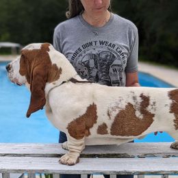 George - Basset Hound
