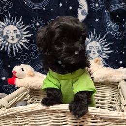 Boy 2 - Black male Havanese puppy in Manchester, Texas from Mimi's Havanese