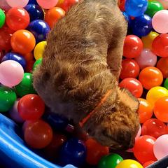 Belgian Laekenois Puppies from Cal Curly Coats Belgian Laekenois