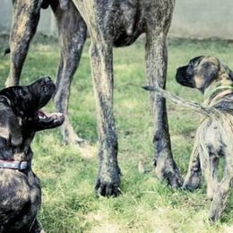 Great Dane Puppies from DaneDreams