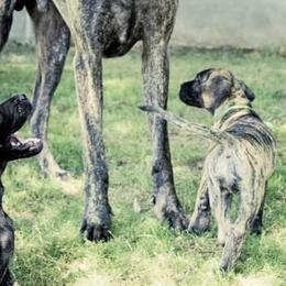 Great Dane Puppies from DaneDreams