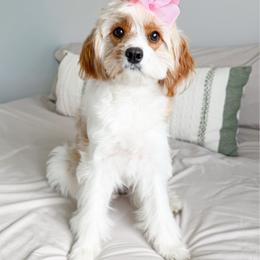 Cavapoo puppies from Good Looking Dogs