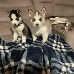 Siberian Husky Puppies from Stan the Man Huskies