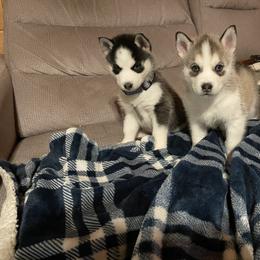 Siberian Husky Puppies from Stan the Man Huskies