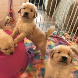 Golden Retriever Puppies from Evergrace Goldens