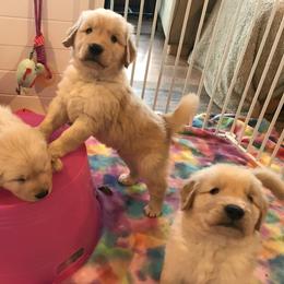 Golden Retriever Puppies from Evergrace Goldens