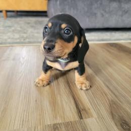 Link - Black and tan male Dachshund puppy in Meridian, Id 83646 3658, Idaho from Boise Best Mini Dachshunds