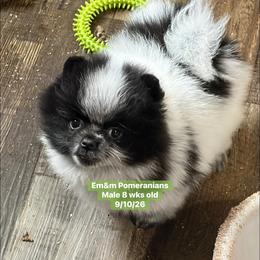 Black parti roan 2995 pet only - Black parti male Pomeranian puppy in Kentucky from Em&M Pomeranians