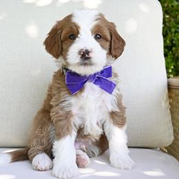 Frank-purple - Brown and white male Bernedoodle puppy in North Ogden, Utah from Bourbon Bernedoodles