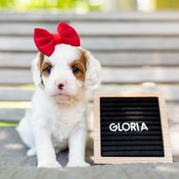 Girl 1 - Goldendoodle puppy in Riverton, Utah from Utah Doodlebug