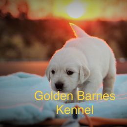 Golden Retriever Puppies from Golden Barnes Kennel
