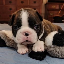 American Staffordshire Terrier and Boston Terrier Puppies from Aim High Kennels