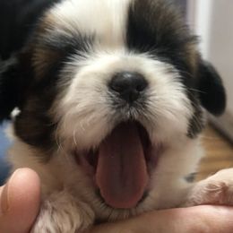 Shih Tzu Puppies from Willow Lane Shih Tzus