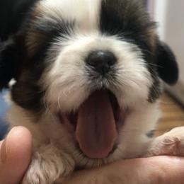 Shih Tzu Puppies from Willow Lane Shih Tzus