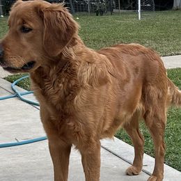 Gala - Golden Retriever